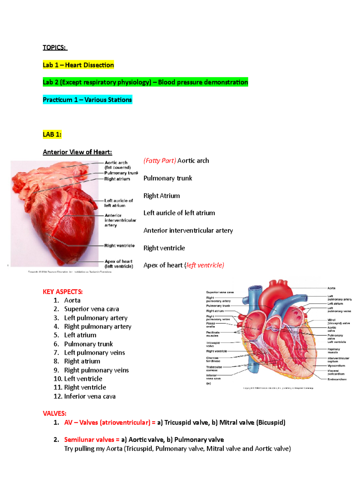 Lab Exam 1 Pt 1 Revision Materials TOPICS Lab 1 Heart Dissection