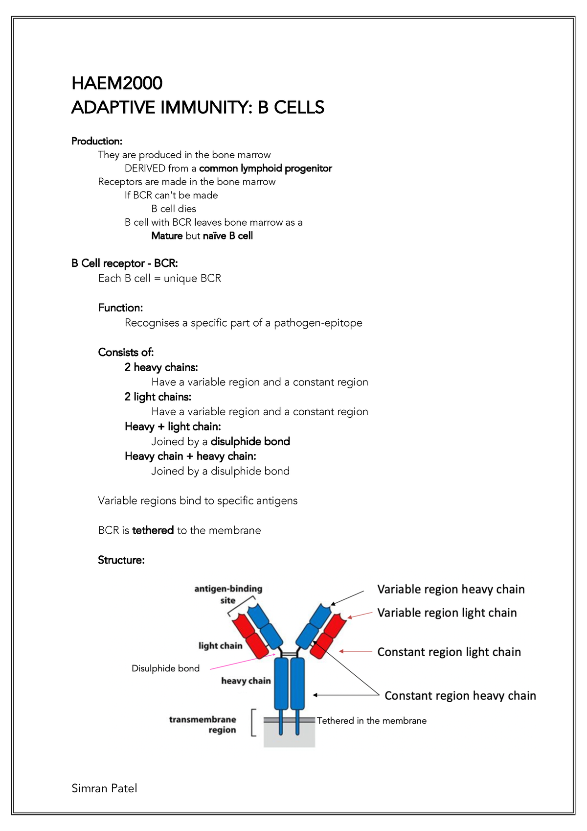 Adaptive Immunity- B Cells - HAEM ADAPTIVE IMMUNITY: B CELLS Production ...