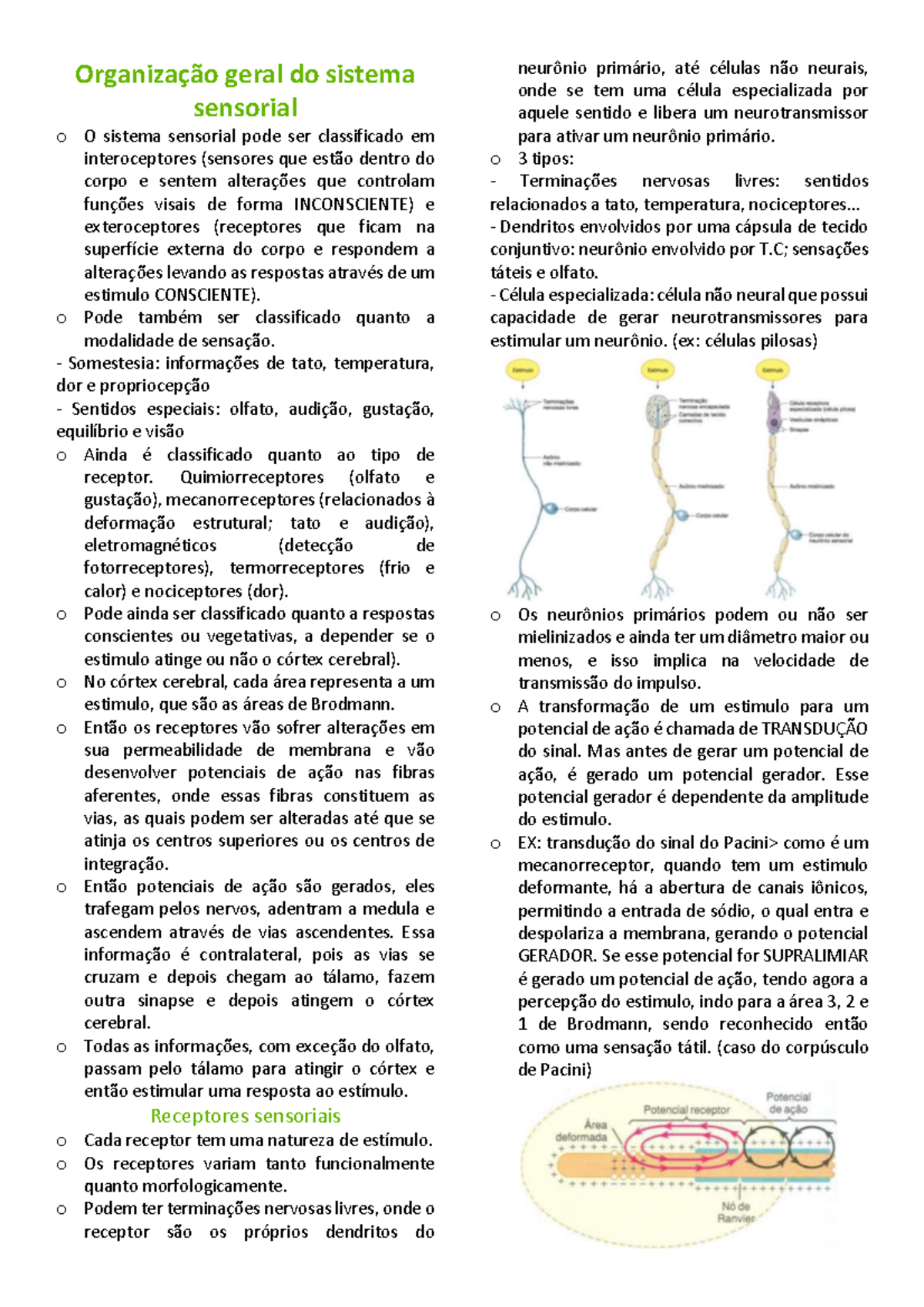 Organização geral do sistema sensorial- resumo - Organização geral do ...
