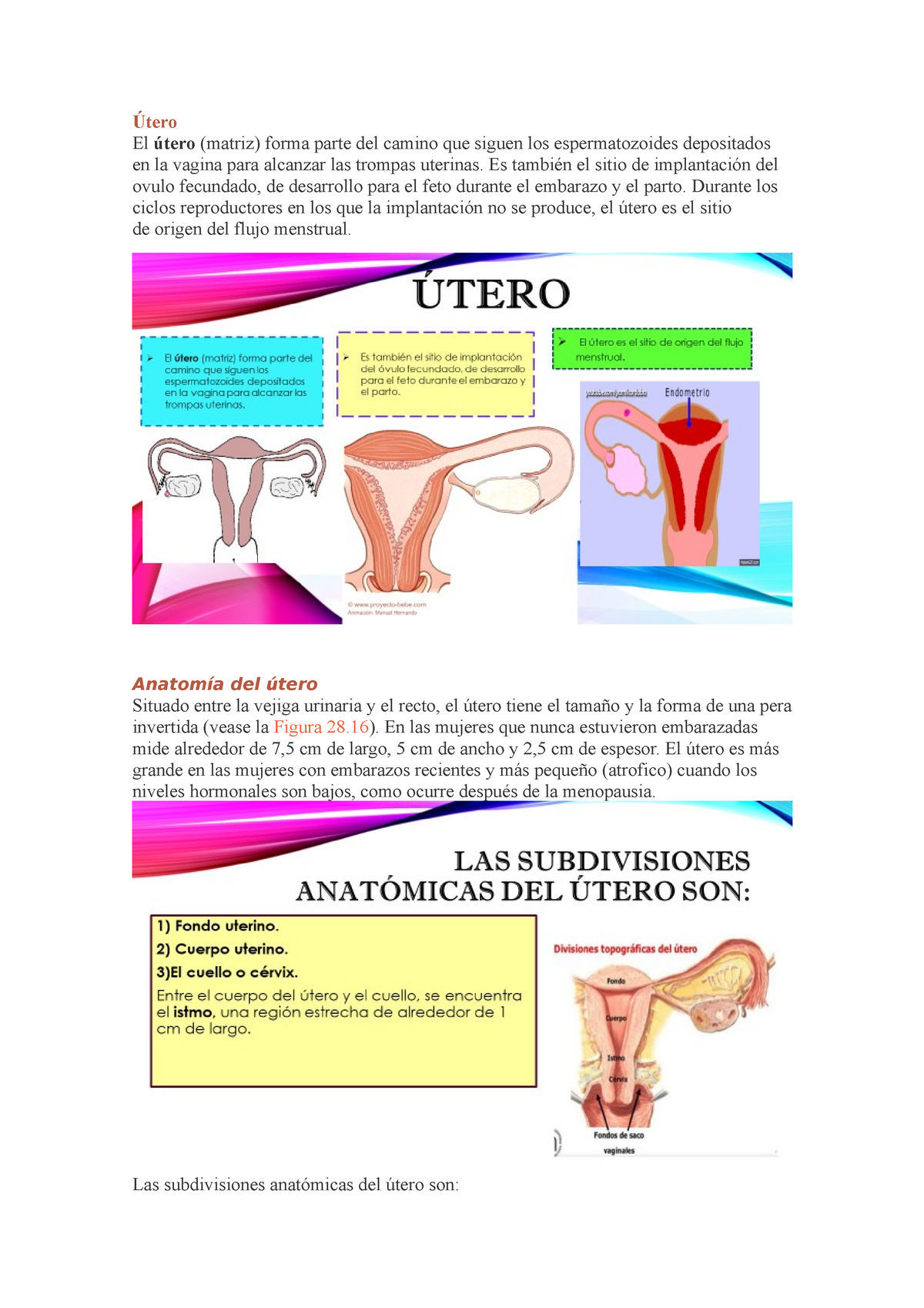 Capa Funcional De La Histología Del útero 6918