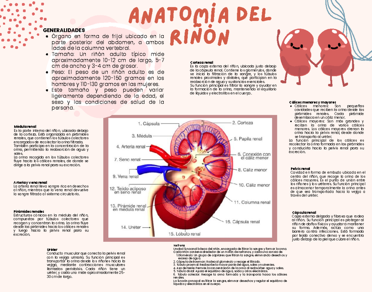 Anatomia del riñon - Se describe las distintas partes del riñón ...