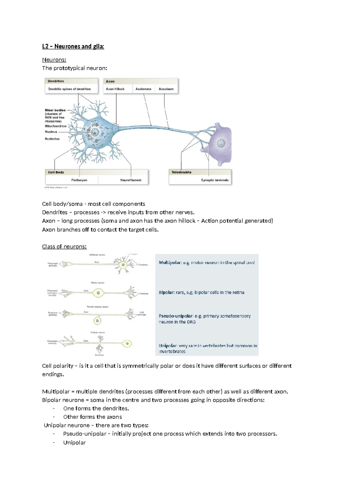 L1 – Neurones and glia - L2 – Neurones and glia: Neurons: The ...