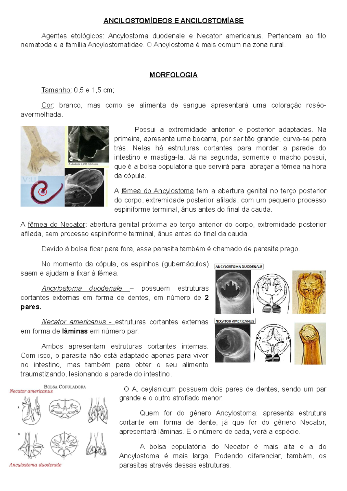 Ancilostomídeos E Ancilostomíase - ANCILOSTOMÍDEOS E ANCILOSTOMÍASE ...
