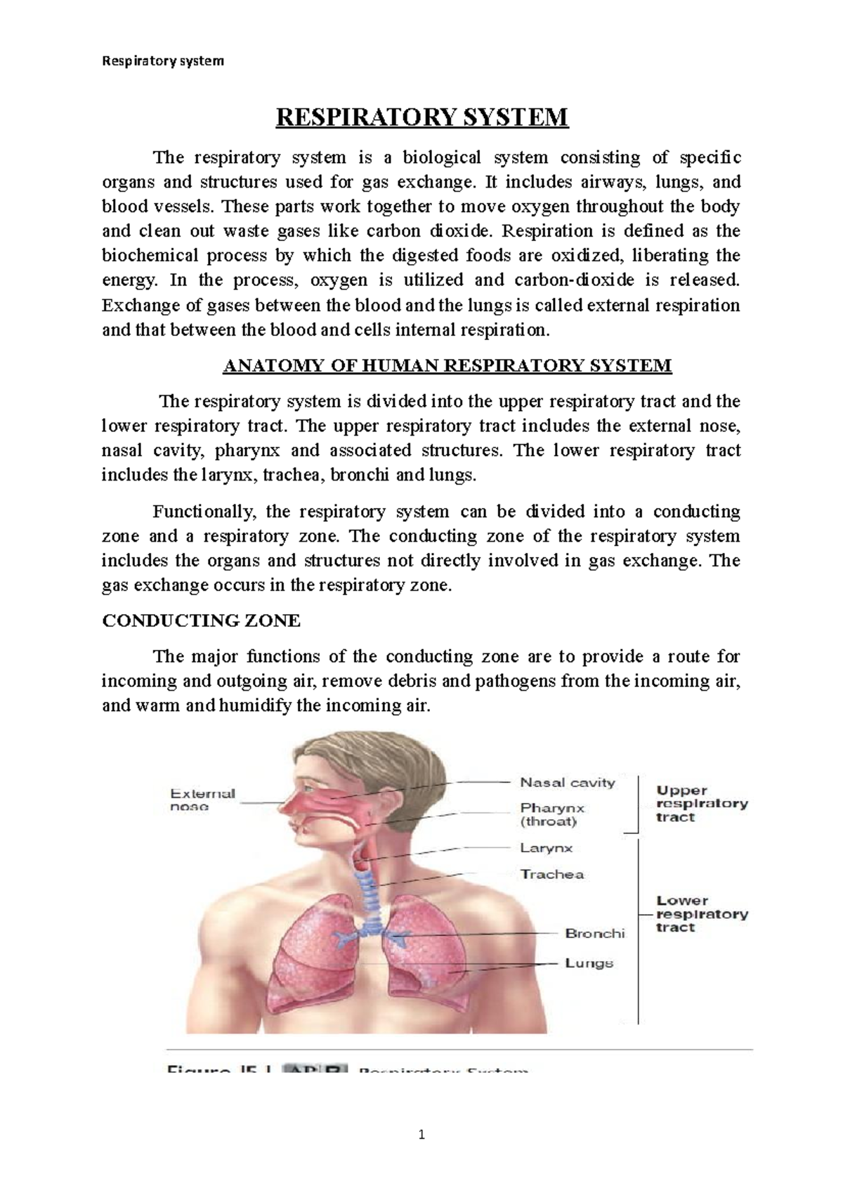 Anatomy OF Human Respiratory System - RESPIRATORY SYSTEM The ...