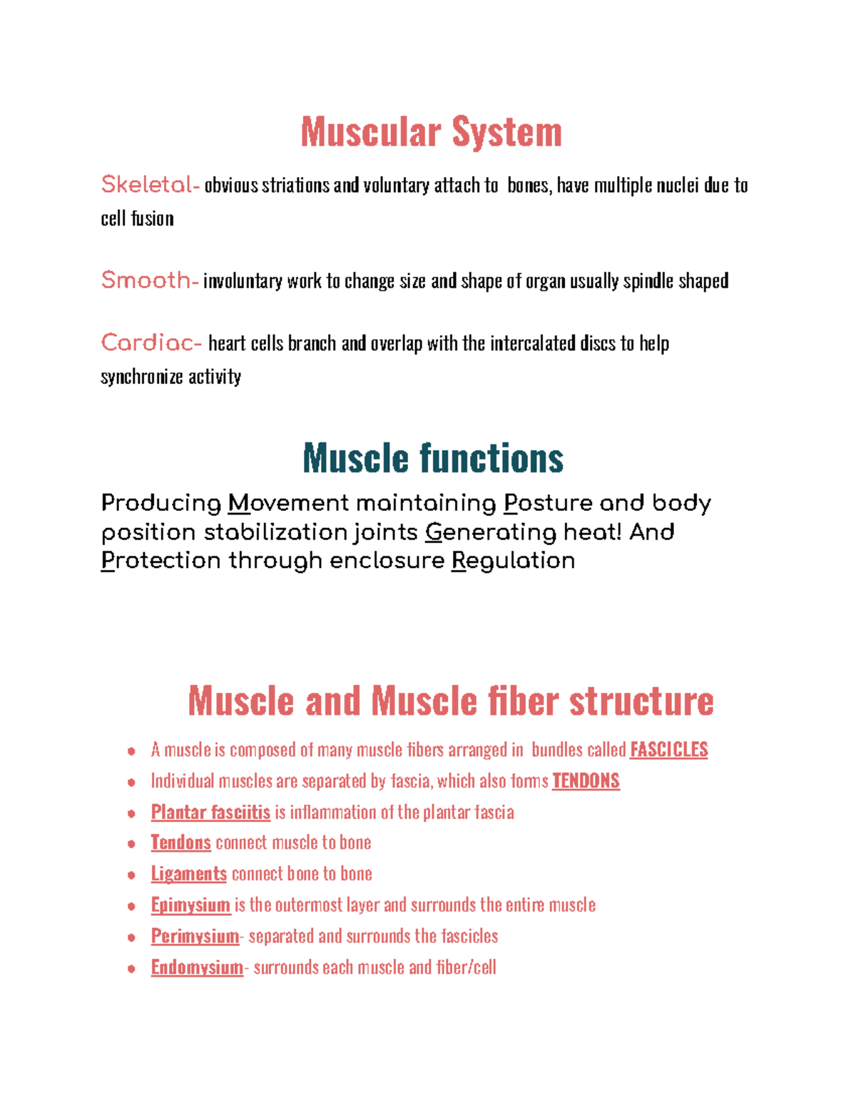 Muscular System - Muscular System Skeletal- obvious striations and ...