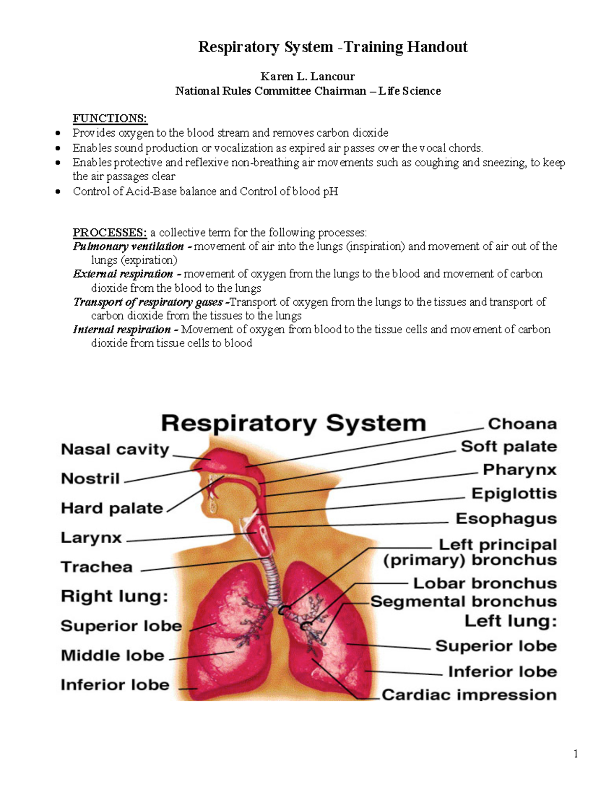 Study 2018 Respiratory System Handout - Respiratory System -Training ...