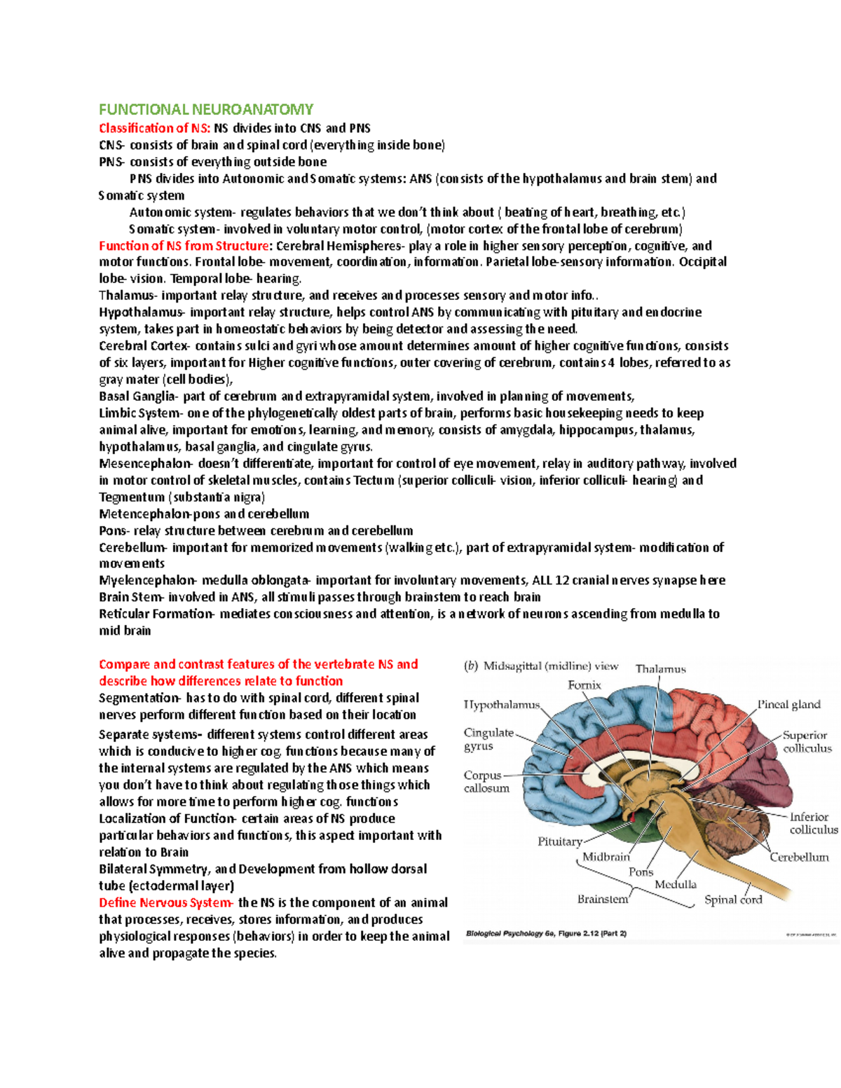 BBC Test 1 Notes - FUNCTIONAL NEUROANATOMY Classification of NS: NS ...