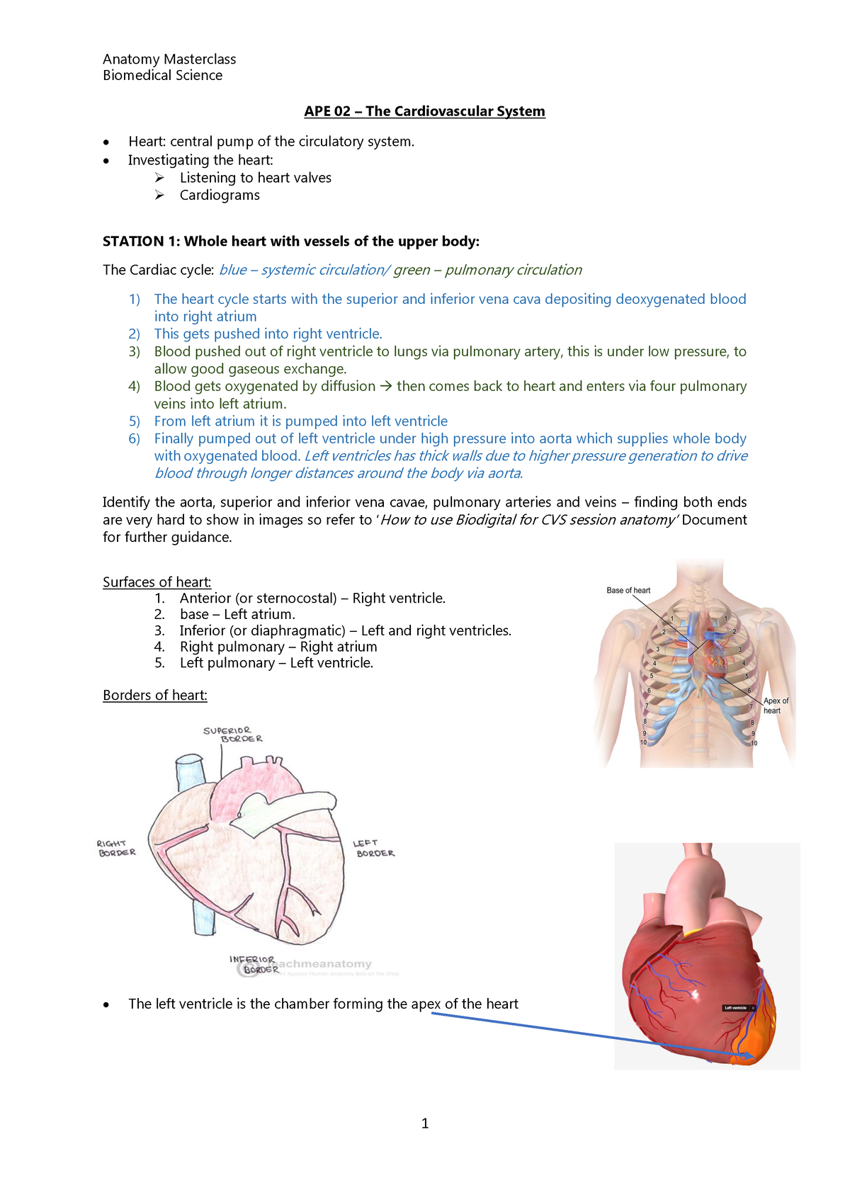 APE 02 – The Cardiovascular System - Anatomy Masterclass - Biomedical ...