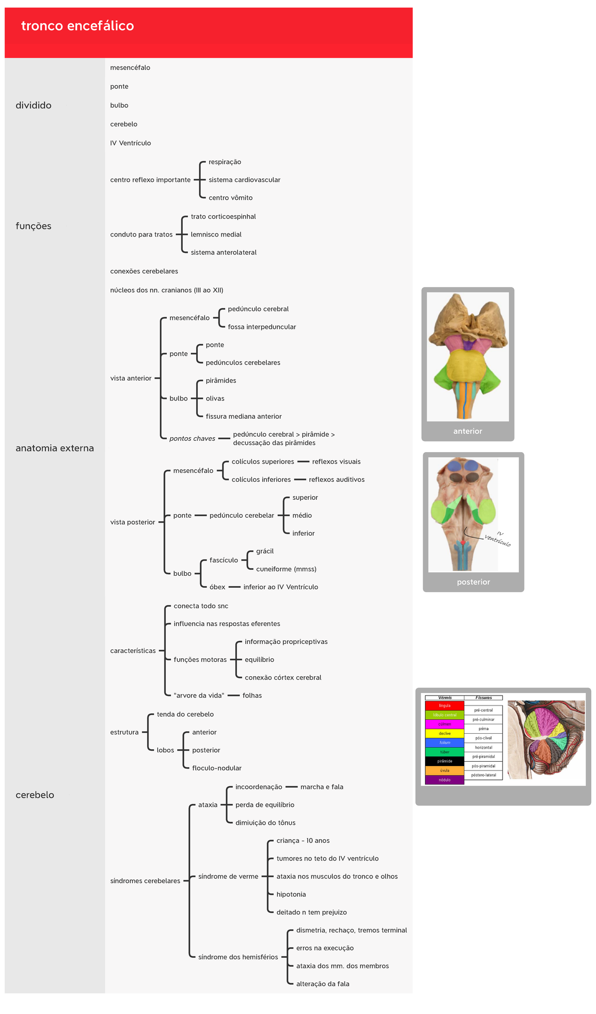 Anatomia Macroscópica Do Tronco Encefálico Tronco Encefálico Dividido