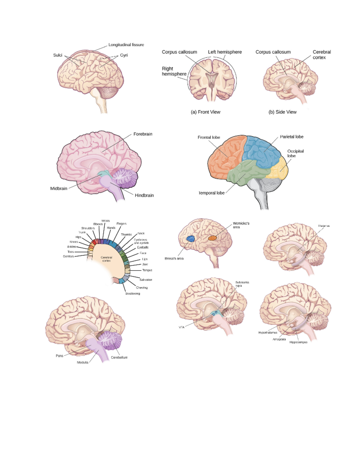 Parts of the Brain - PSYC 11762 - Studocu