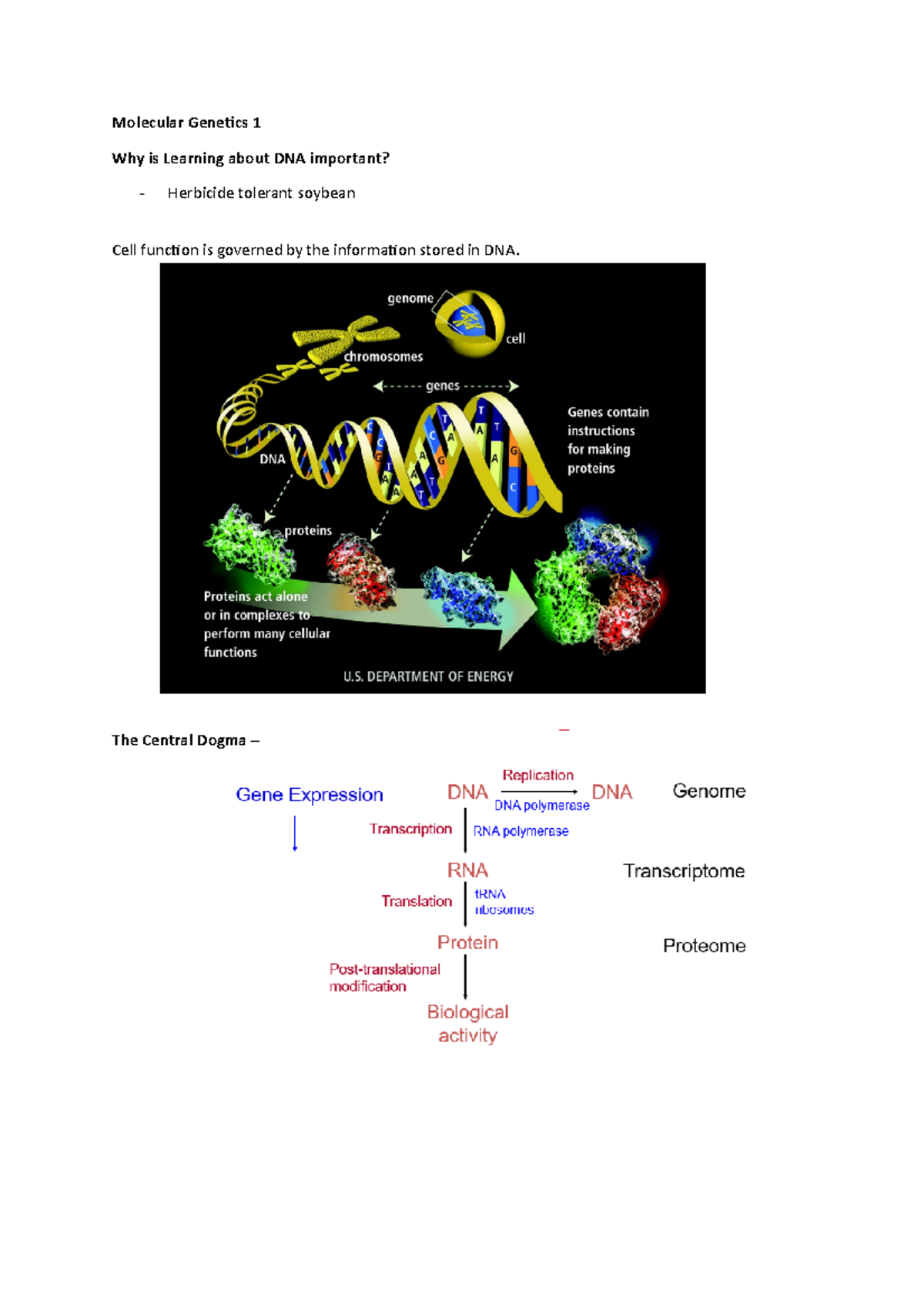 Molecular Genetics 1 - Lecture Notes 1-3 - Molecular Genetics 1 Why Is ...