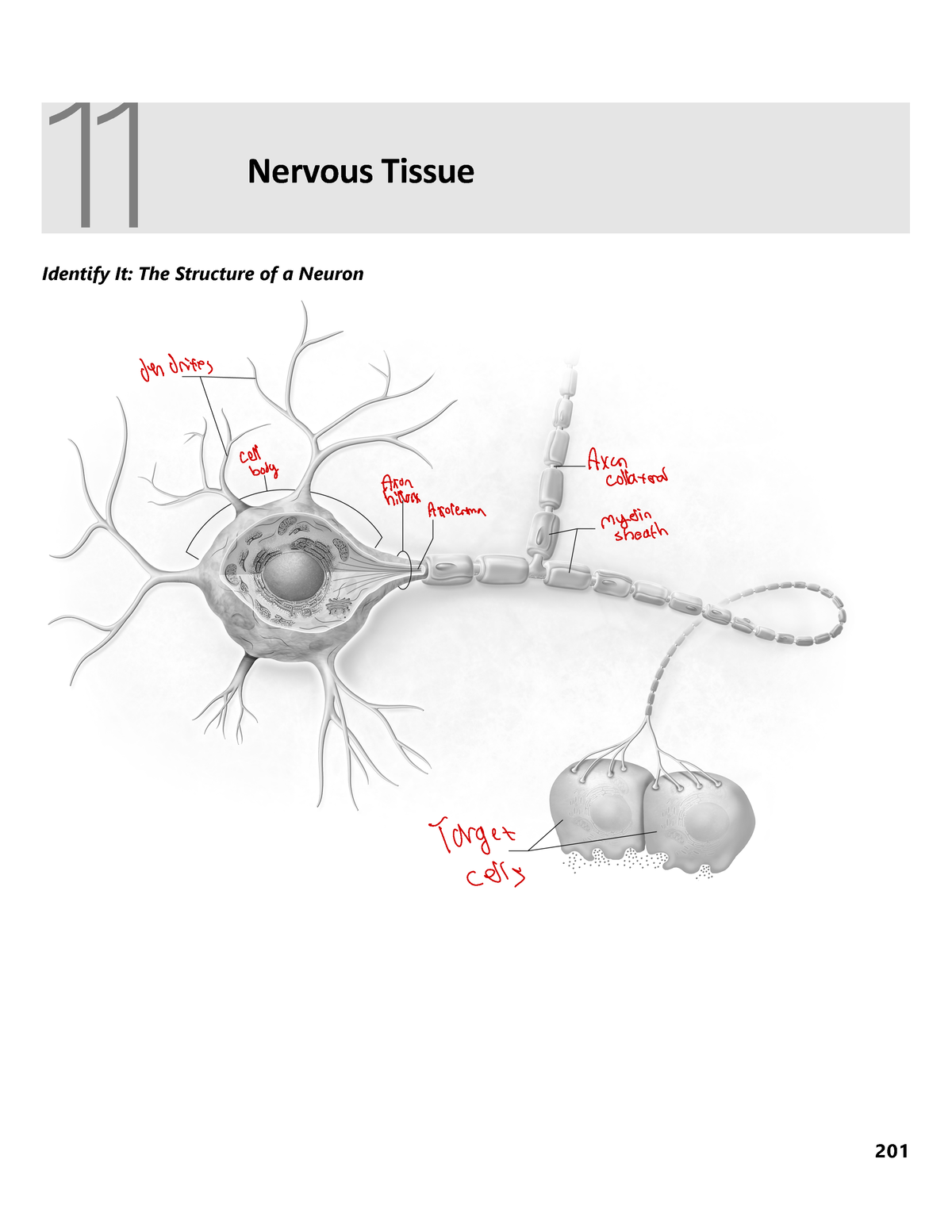 Prototypical representation of the cerebral nervous tissue. | Download  Scientific Diagram