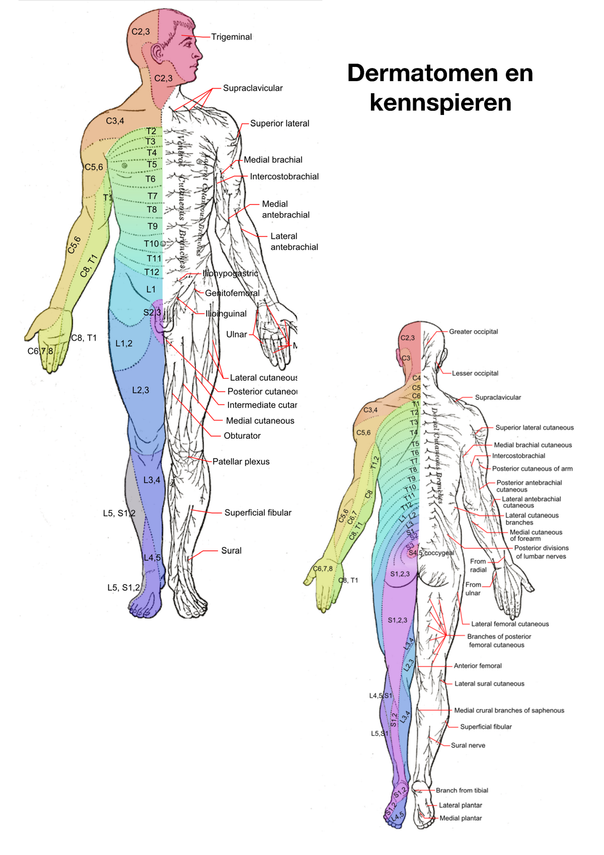 Dermatomen En Kennspieren - Dermatomen En Kennspieren Dermatomen C2 ...