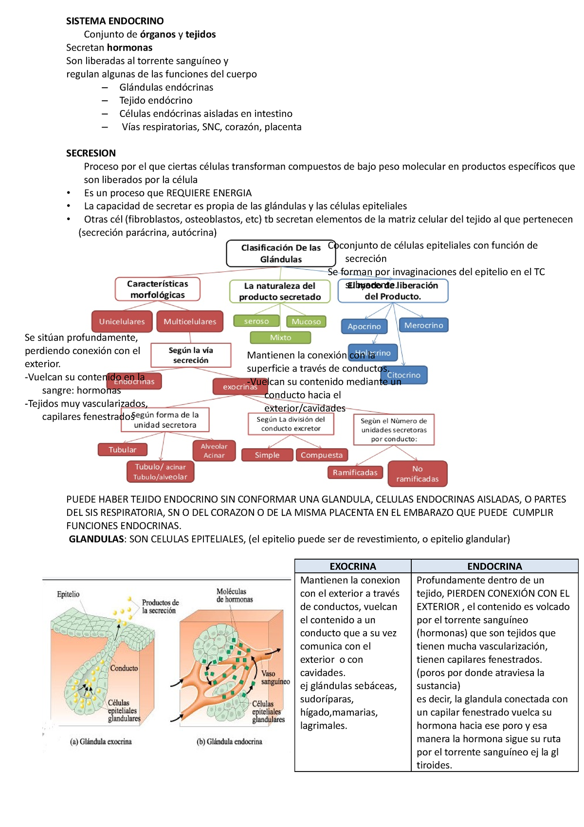 Apunte Clase 5 Y 6 Endocrino 1 Y 2 - SISTEMA ENDOCRINO Conjunto De ...