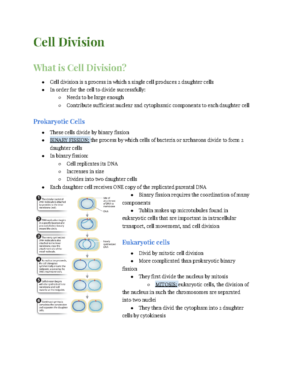 cell-biology-cell-division-cell-cycle-amitosis-mitosis