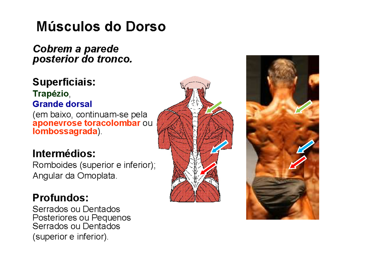 Miologia do Dorso - .................. - Músculos do Dorso Cobrem a ...