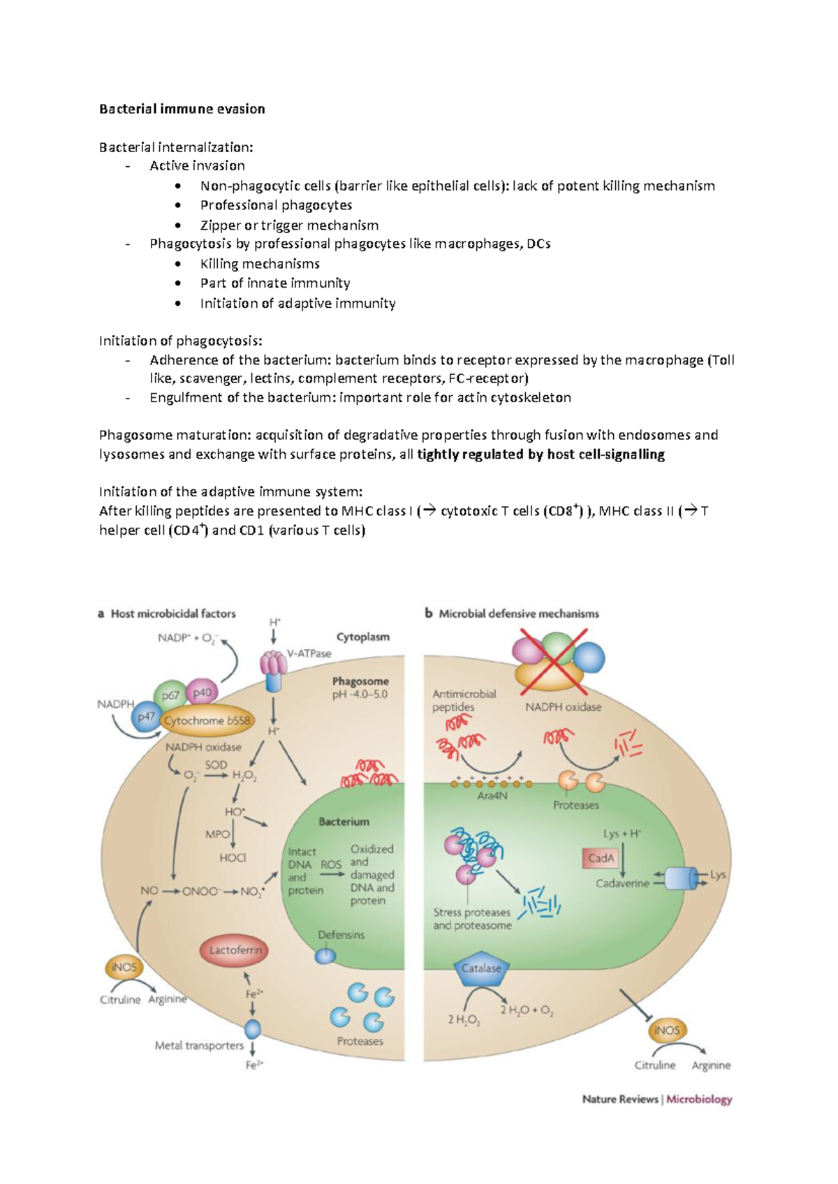 Summary - lecture notes, tutorial work - bacterial immune evasion ...
