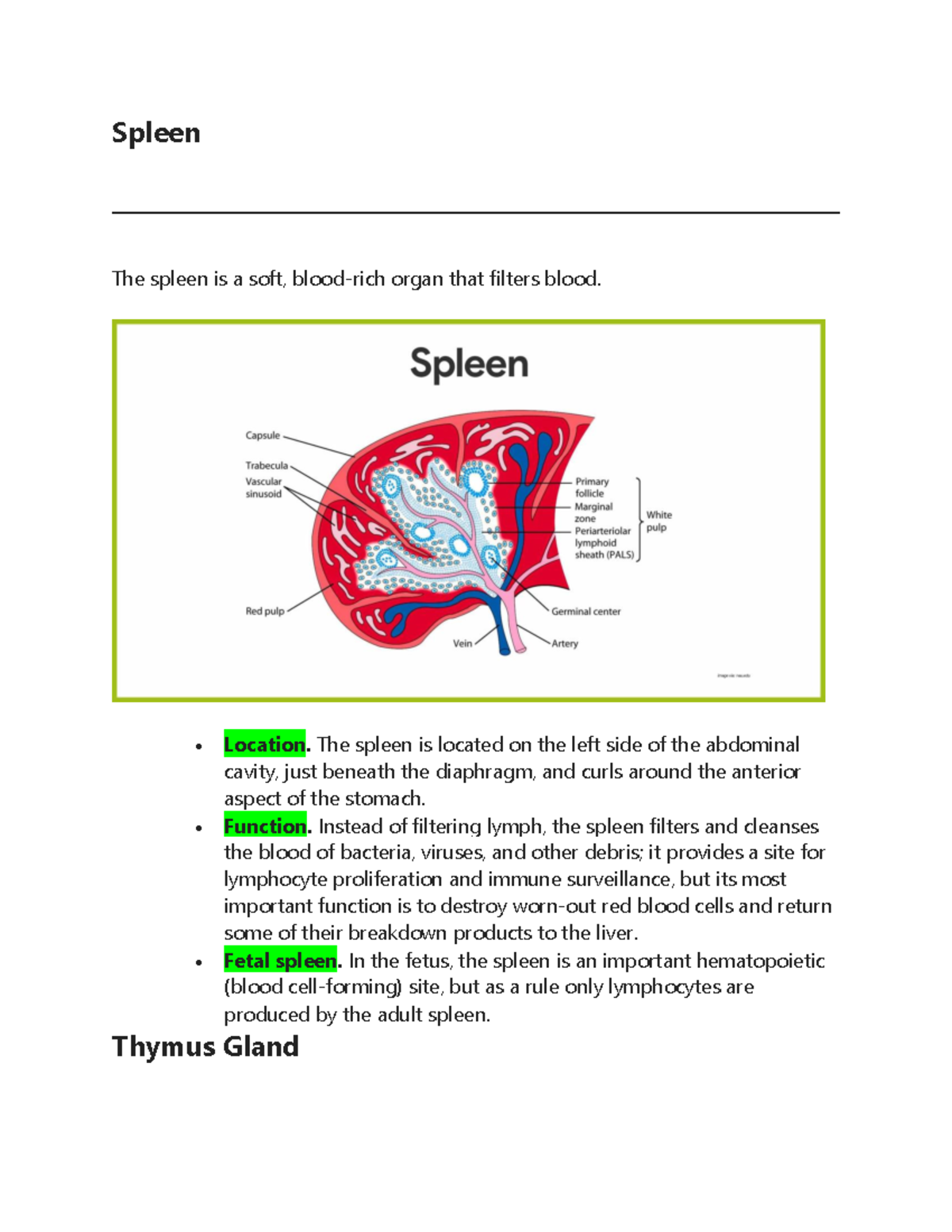 Spleen Spleen The spleen is a soft, bloodrich organ that filters