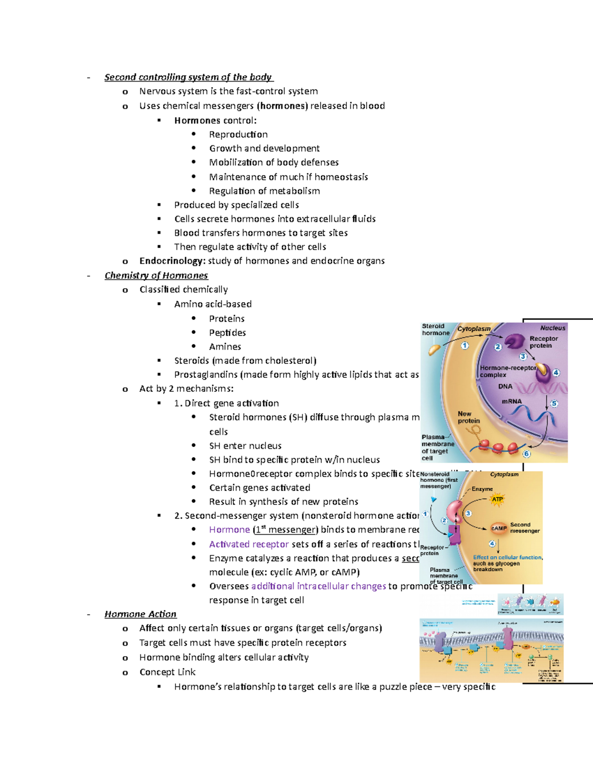 Chapter 16 - Endocrine System - Second controlling system of the body o ...