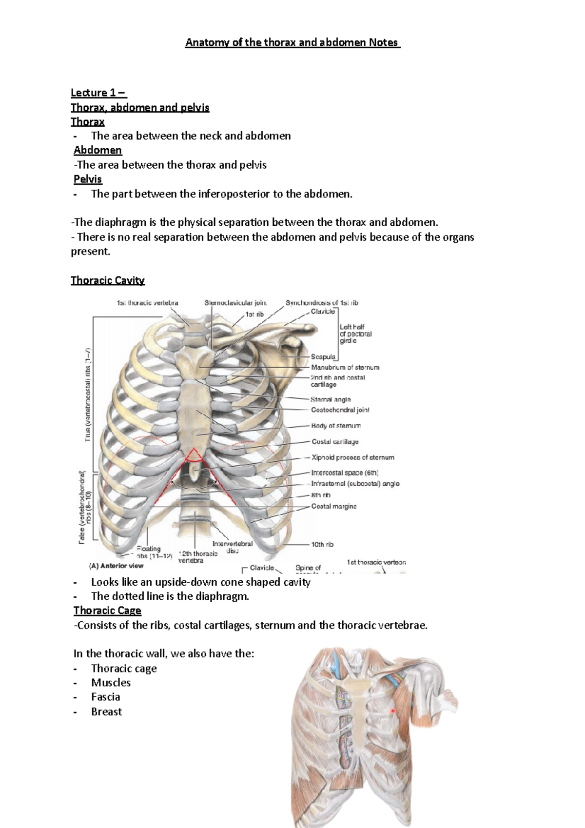 Full Anatomy Notes - Lecture 1 – Thorax, abdomen and pelvis Thorax ...