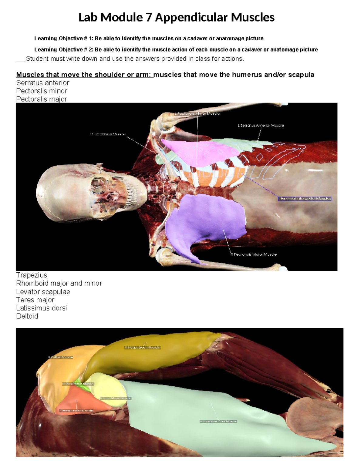 Lab Module module 7 appendicular muscles handout anatomage - Lab Module ...