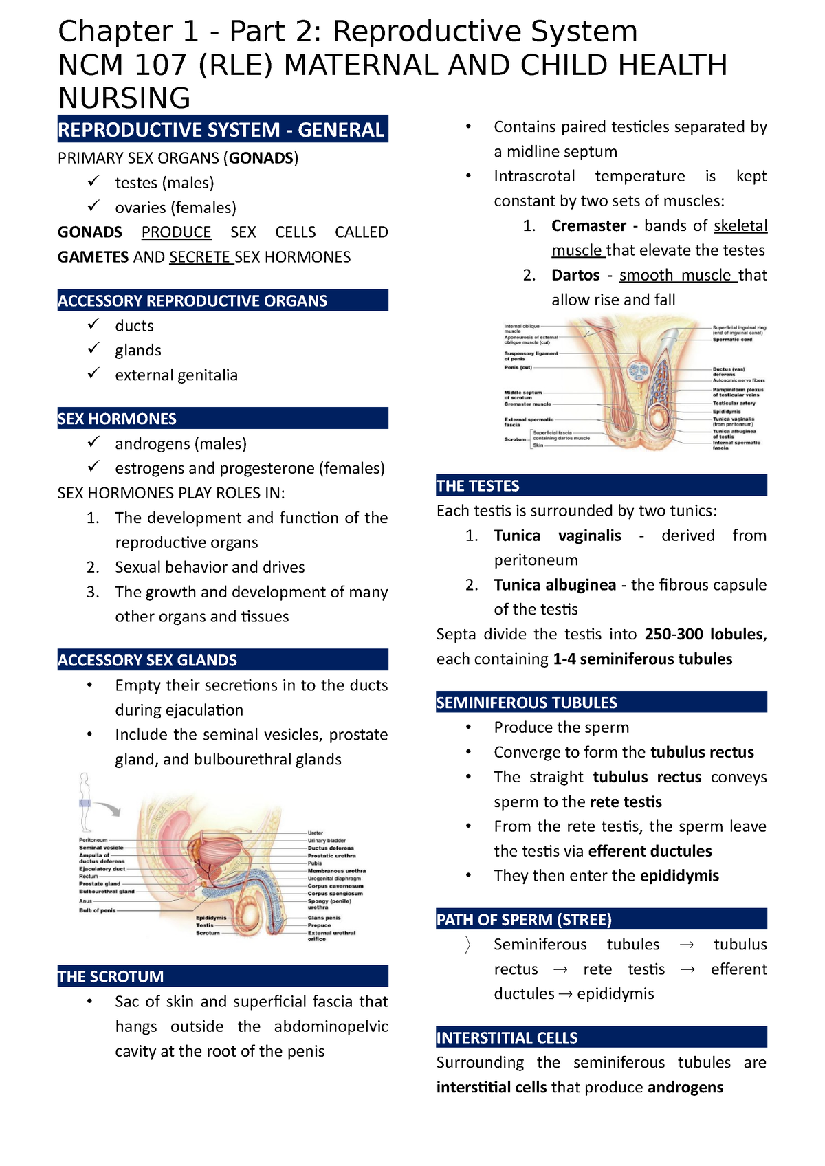 Part 2 Reproductive System - NCM 107 (RLE) MATERNAL AND CHILD HEALTH ...