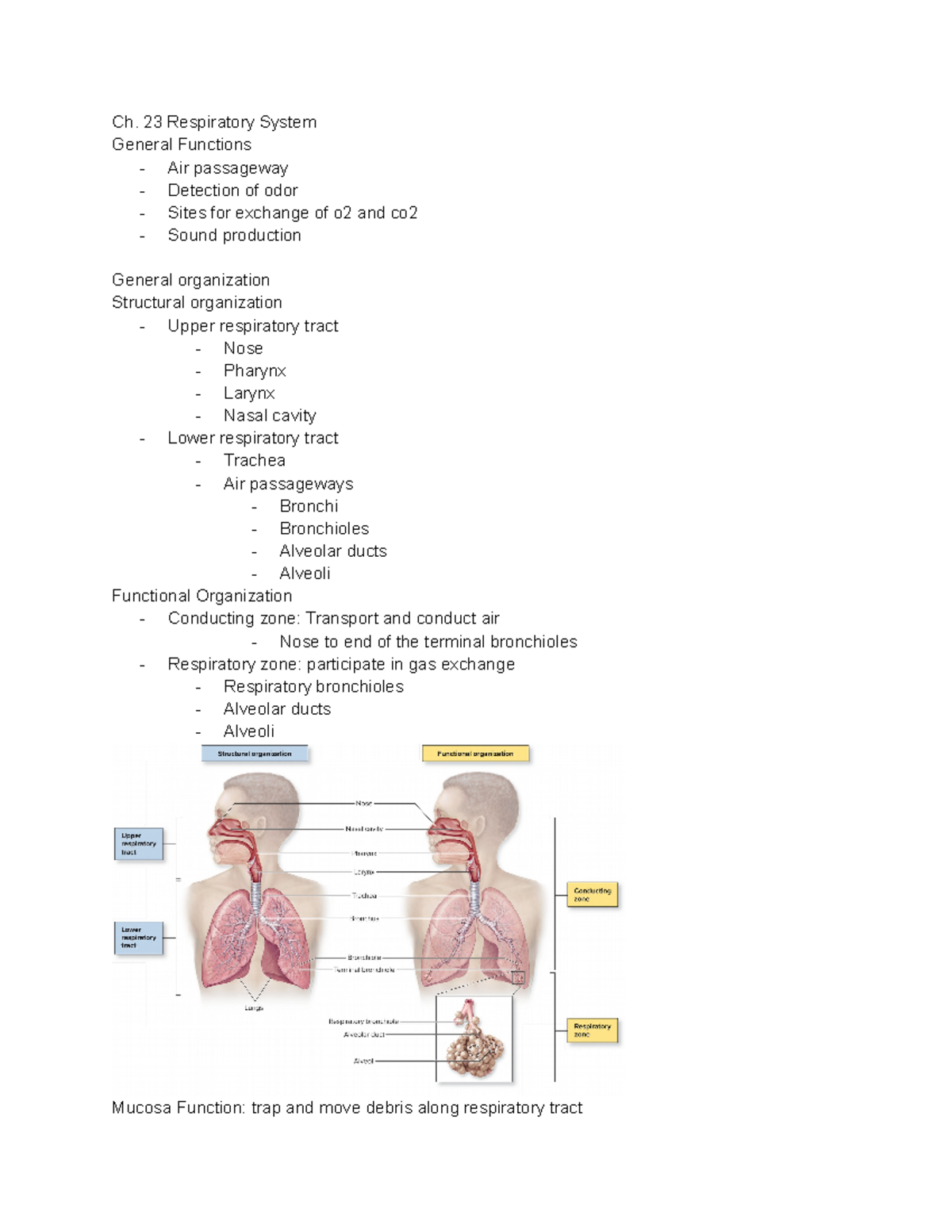 Chapter 23 Respiratory System - Ch. 23 Respiratory System General ...