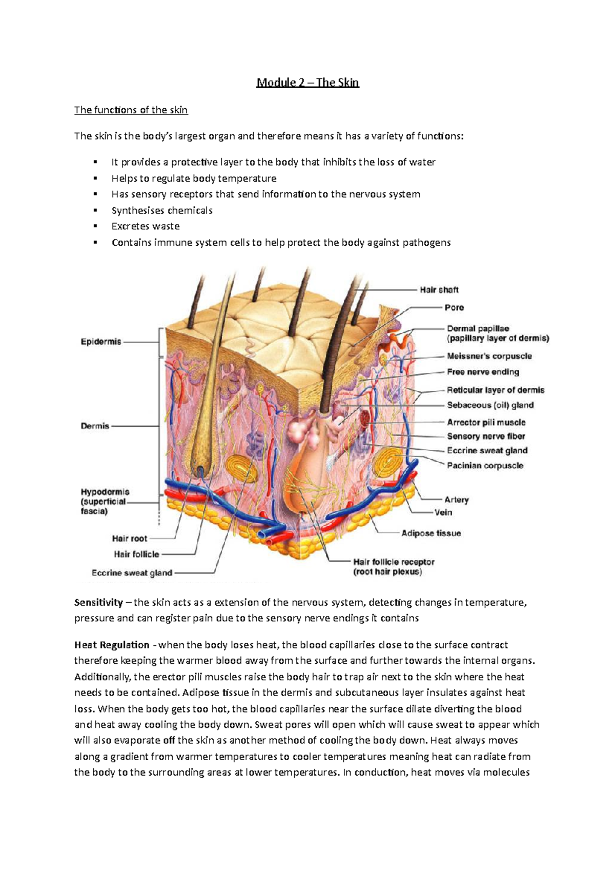 Skin - Module 2 – The Skin The functions of the skin The skin is the ...