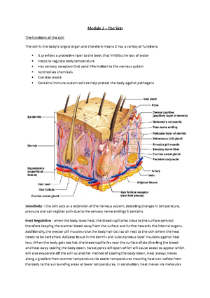 HIP - Arthrology - COXOFEMORAL JOINT SYNOVIAL, MULTI AXIAL, B&S JOINT ...