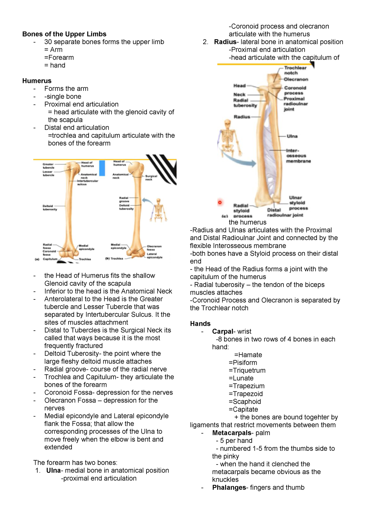 Bones of the Upper Limbs - It the sites of muscles attachment Distal to ...