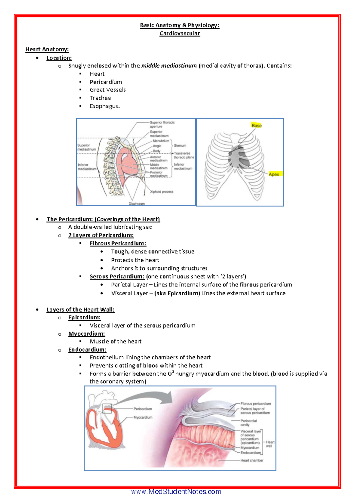 Sistema cardiovascular inglés - Basic Anatomy & Physiology ...