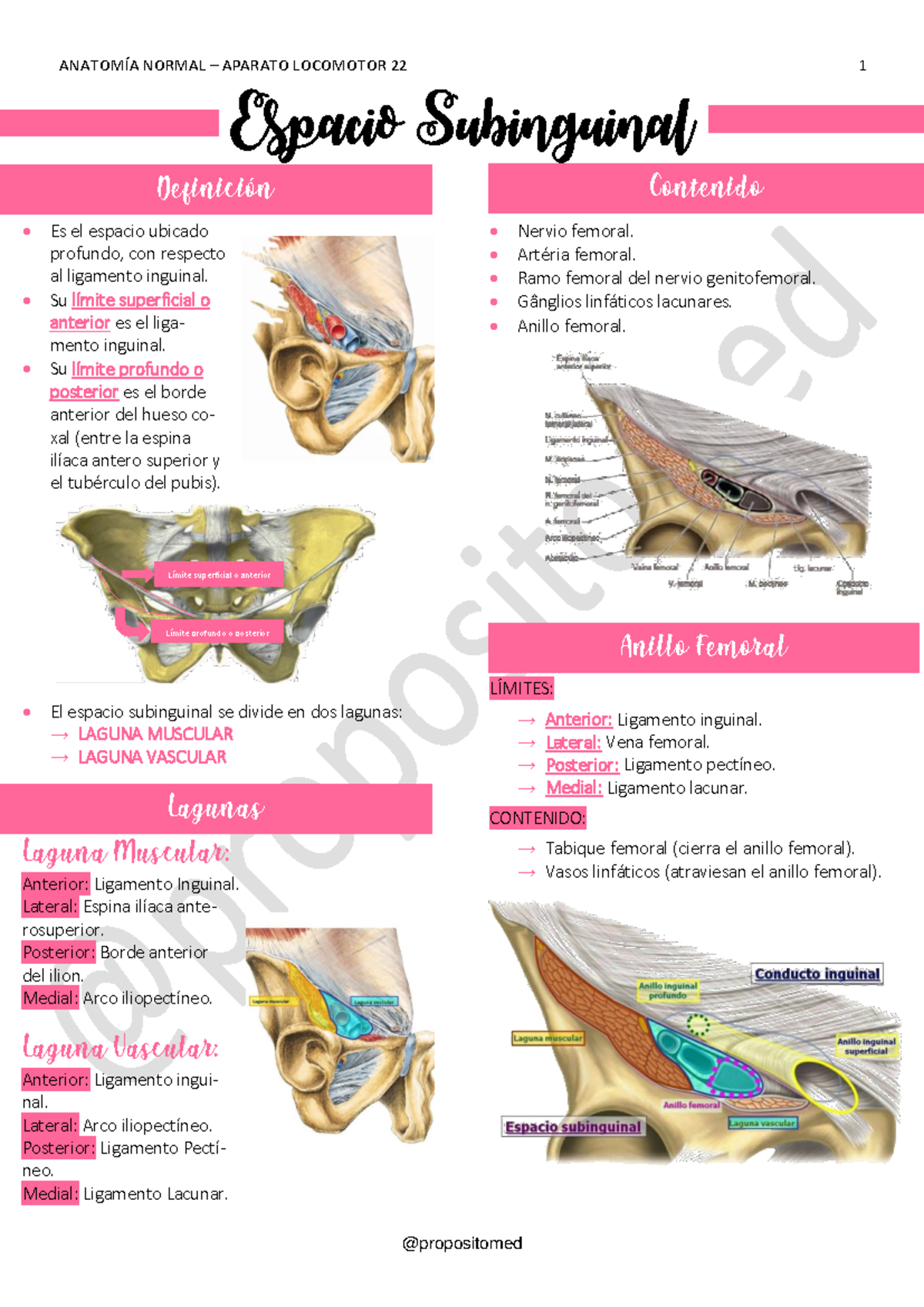 22 - Espacio Subinguinal - ANATOMÍA NORMAL – APARATO LOCOMOTOR 22 1 ...