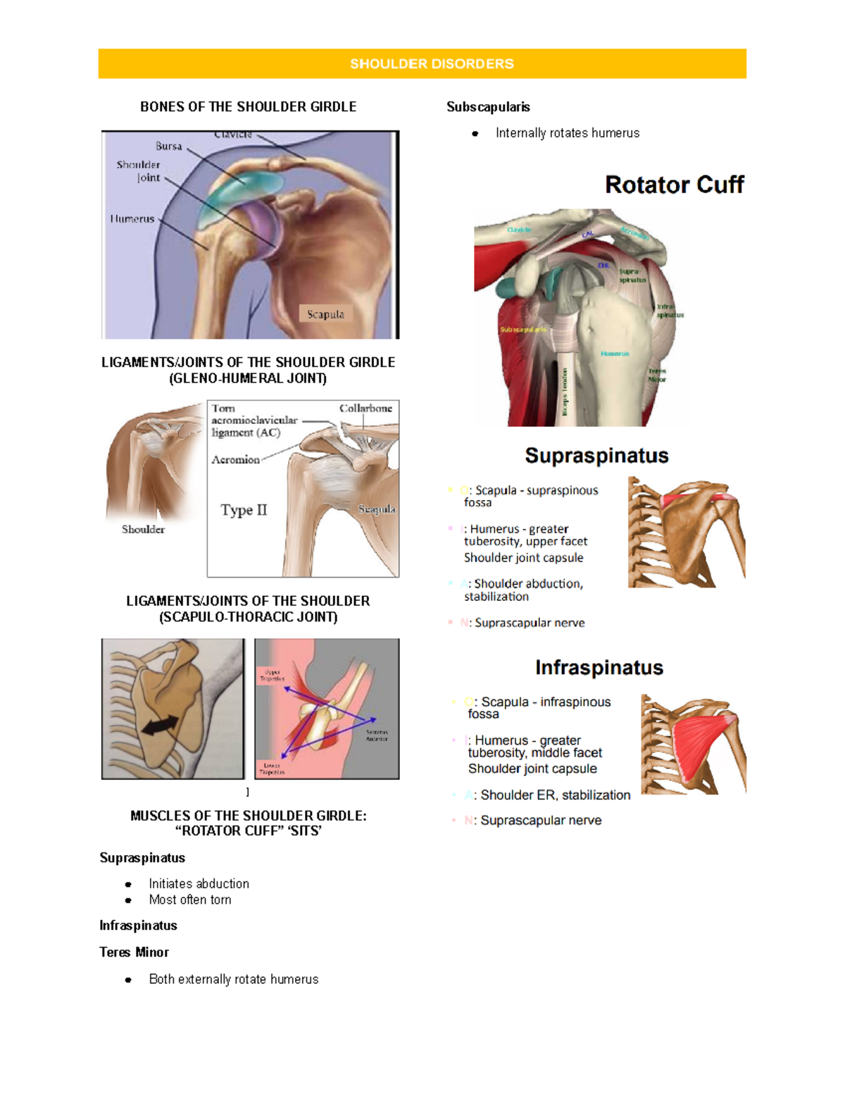 Shoulder Disorders - BONES OF THE SHOULDER GIRDLE LIGAMENTS/JOINTS OF ...