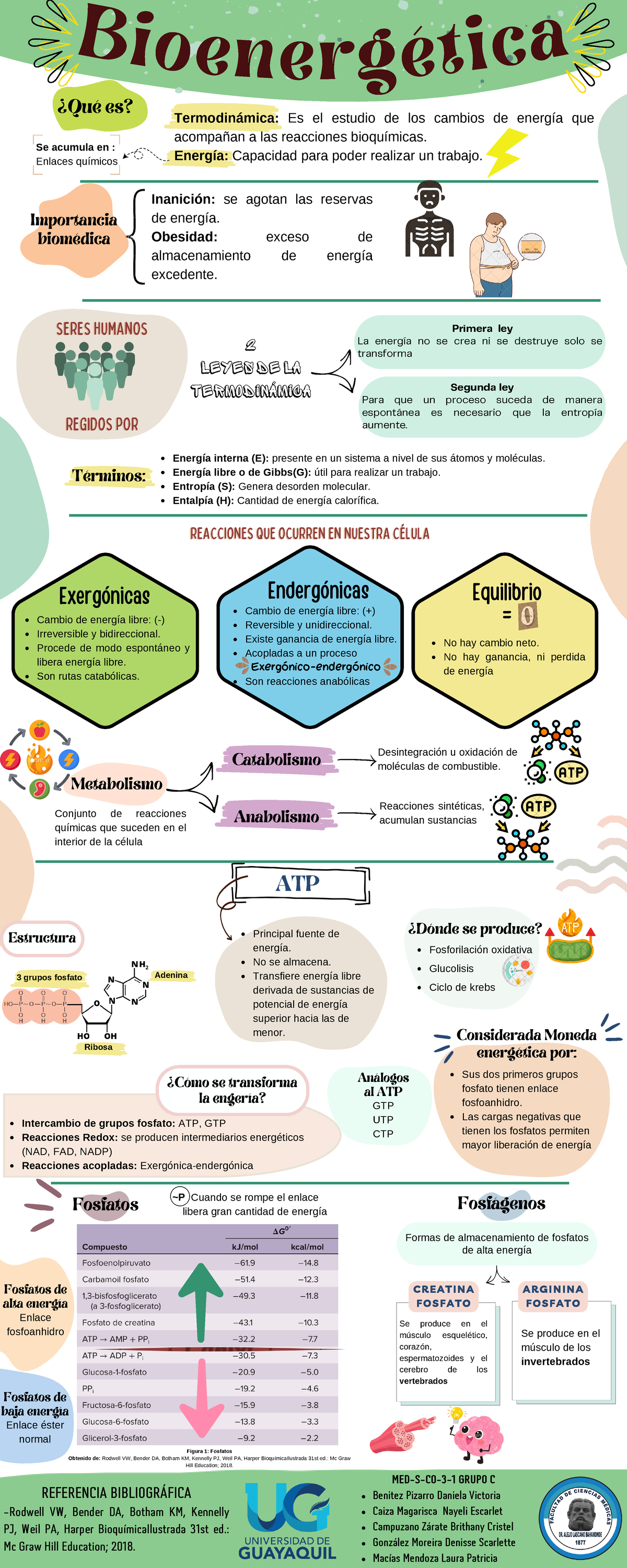 Grupo C- Infografía DE Bioenergética - B i o e n e r g é t i c a