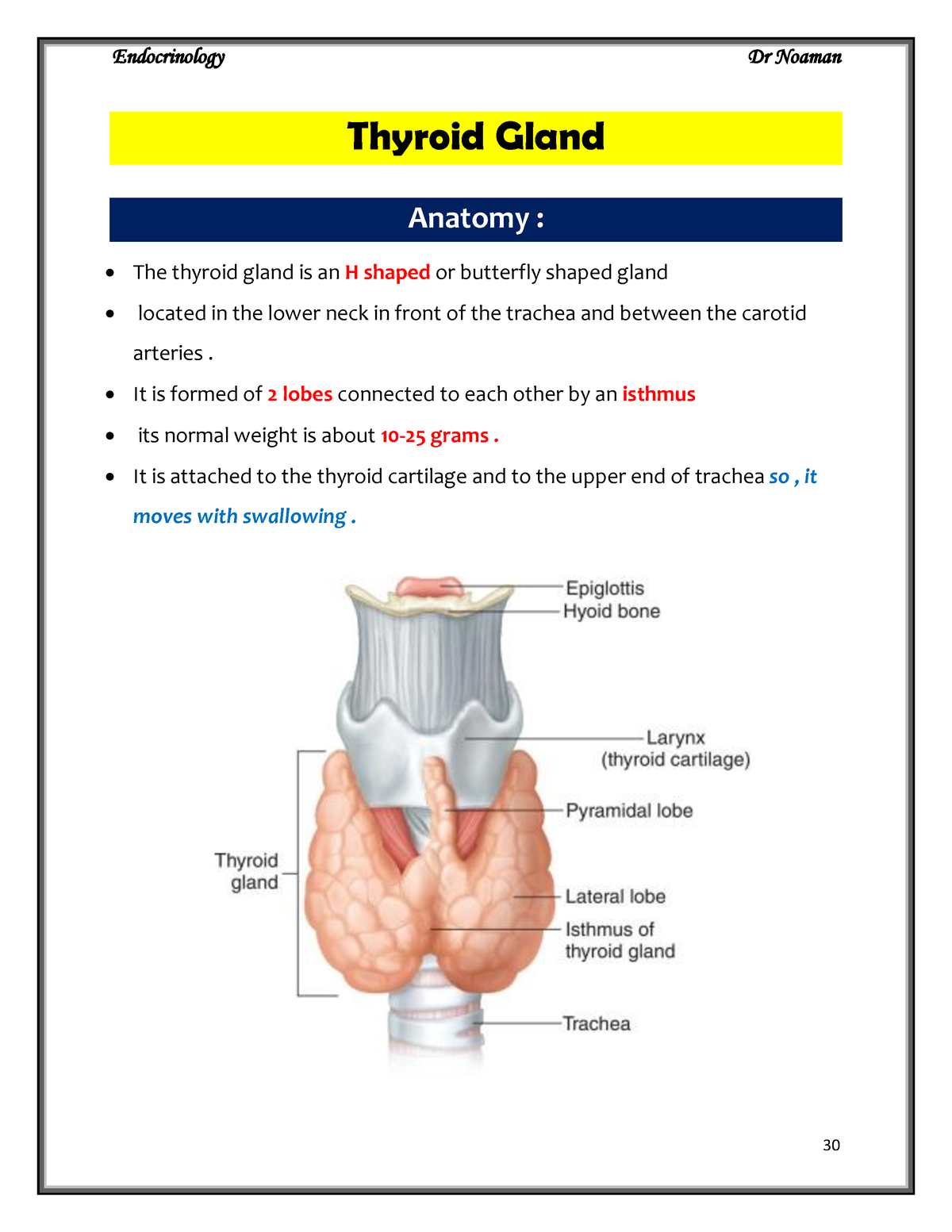 thyroid-gland-internal-medicine-thyroid-gland-anatomy-the-thyroid