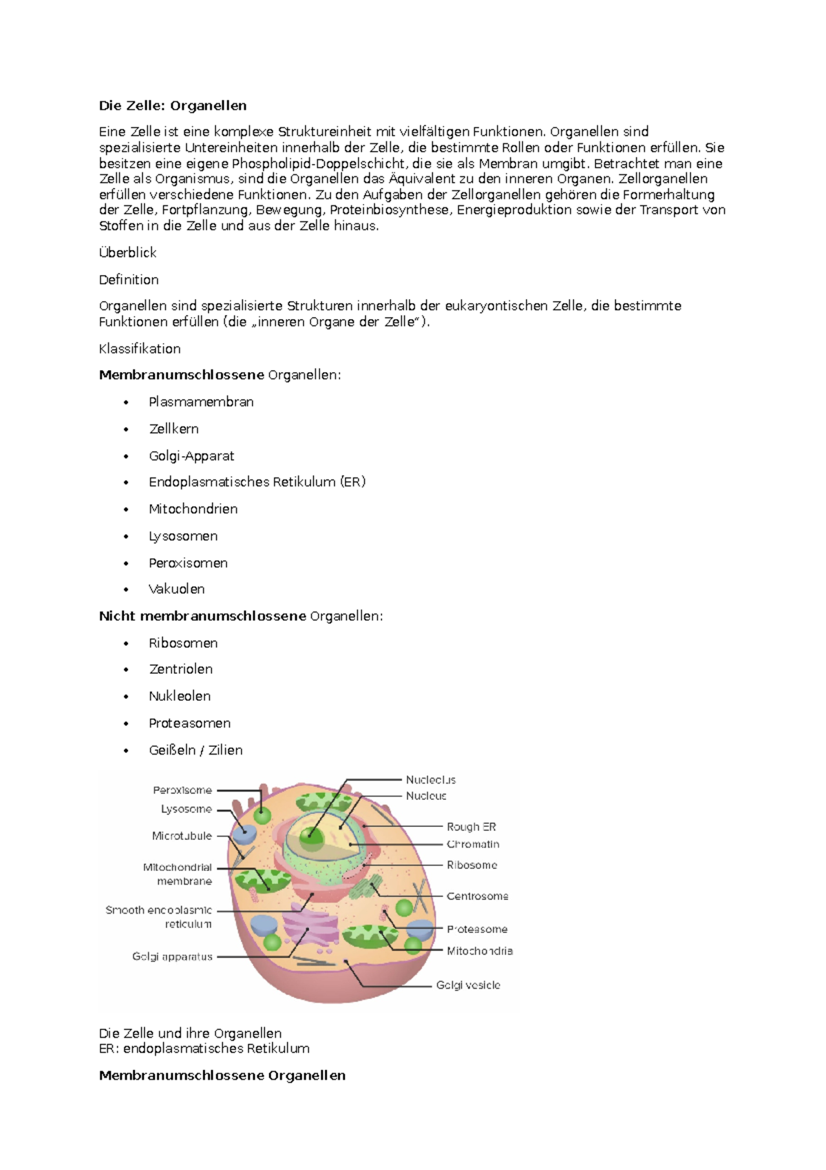 Zellorganelle Und Ihre Funktion Zellorganellen Zusammenfassung - Die Zelle: Organellen Eine Zelle ist