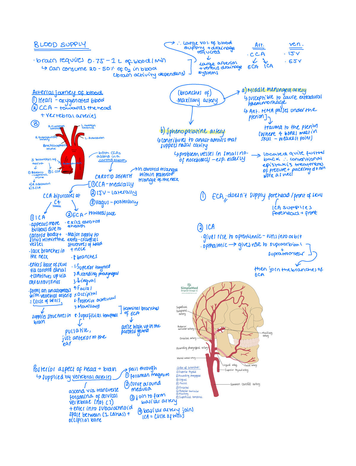 Simple Med revision - lec notes - Studocu