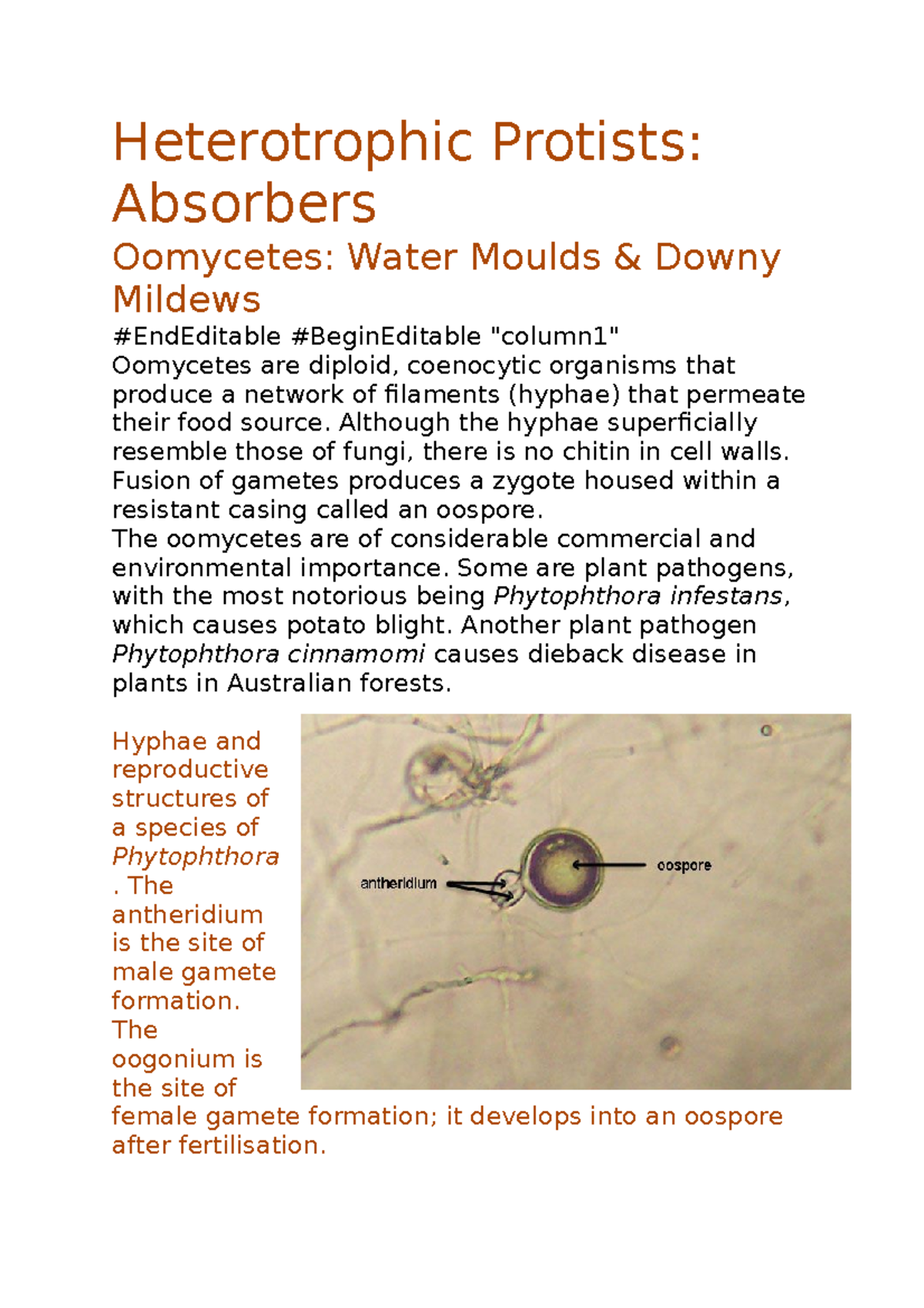 Heterotrophic Protists - Heterotrophic Protists: Absorbers Oomycetes