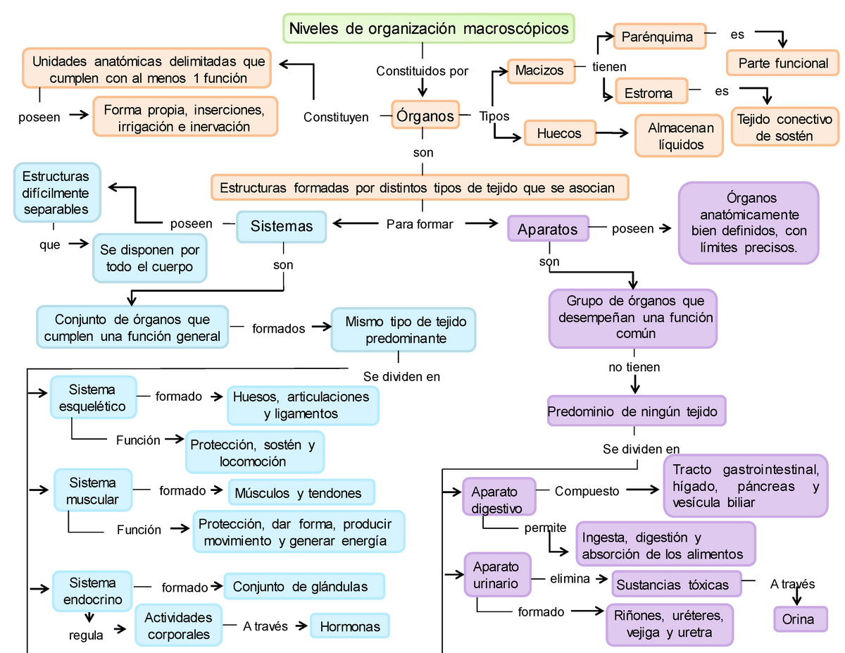 Mapa conceptual sobre aparatos y sistemas del cuerpo humano - Niveles de  organización macroscópicos - Studocu