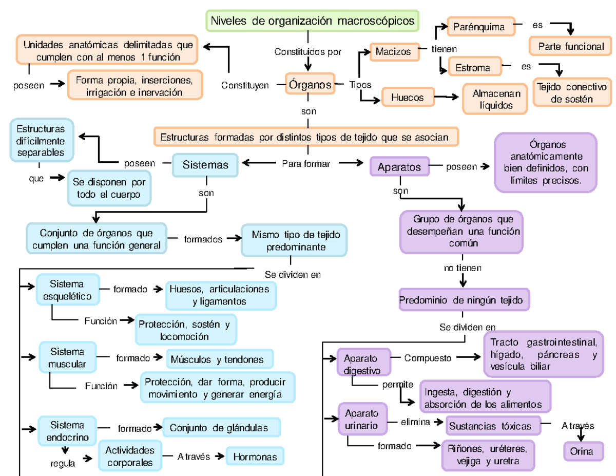 Mapa conceptual sobre aparatos y sistemas del cuerpo humano - Niveles de  organización macroscópicos - Studocu