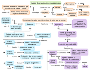Mapa conceptual sobre aparatos y sistemas del cuerpo humano - Niveles de  organización macroscópicos - Studocu