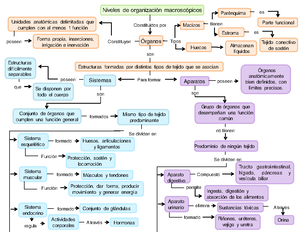 Esquema, Aparatos y sistemas del cuerpo humano