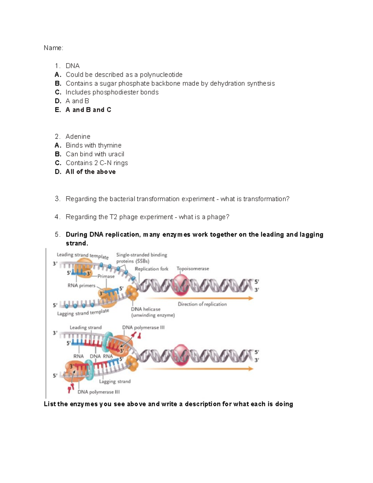 F2021 BIOL 1107 DNA Replication Assignment - BIOL 1107 - UConn - Studocu