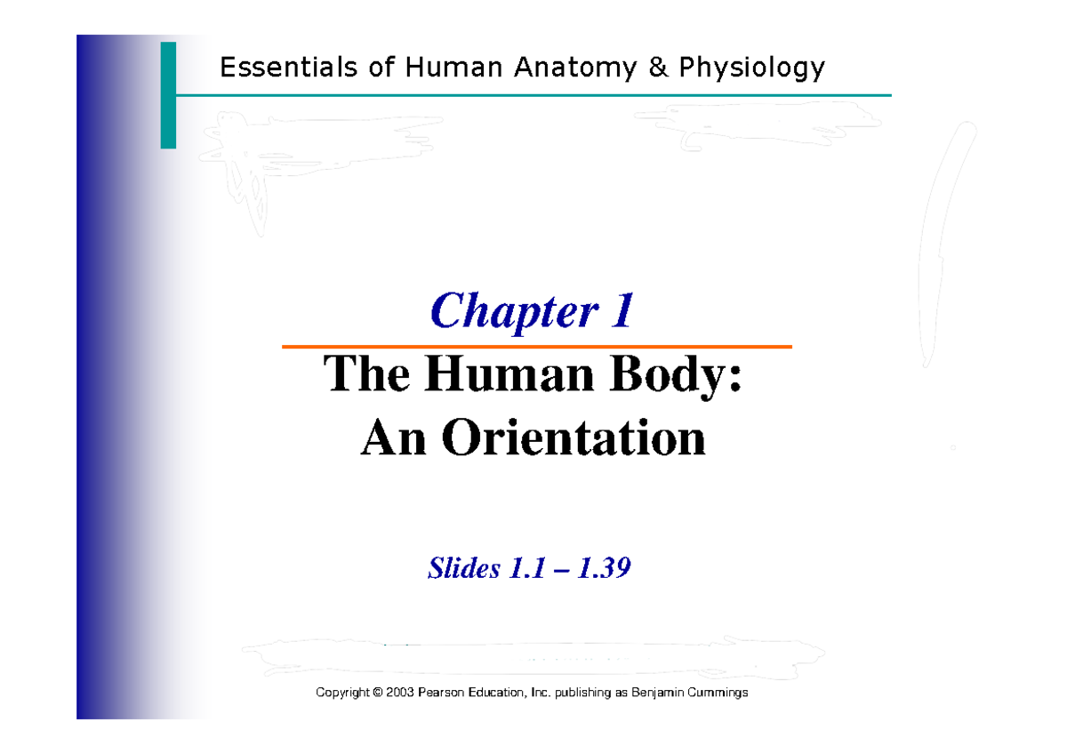 Chapter 1 - ANAPHY CH1 - Essentials Of Human Anatomy & Physiology ...