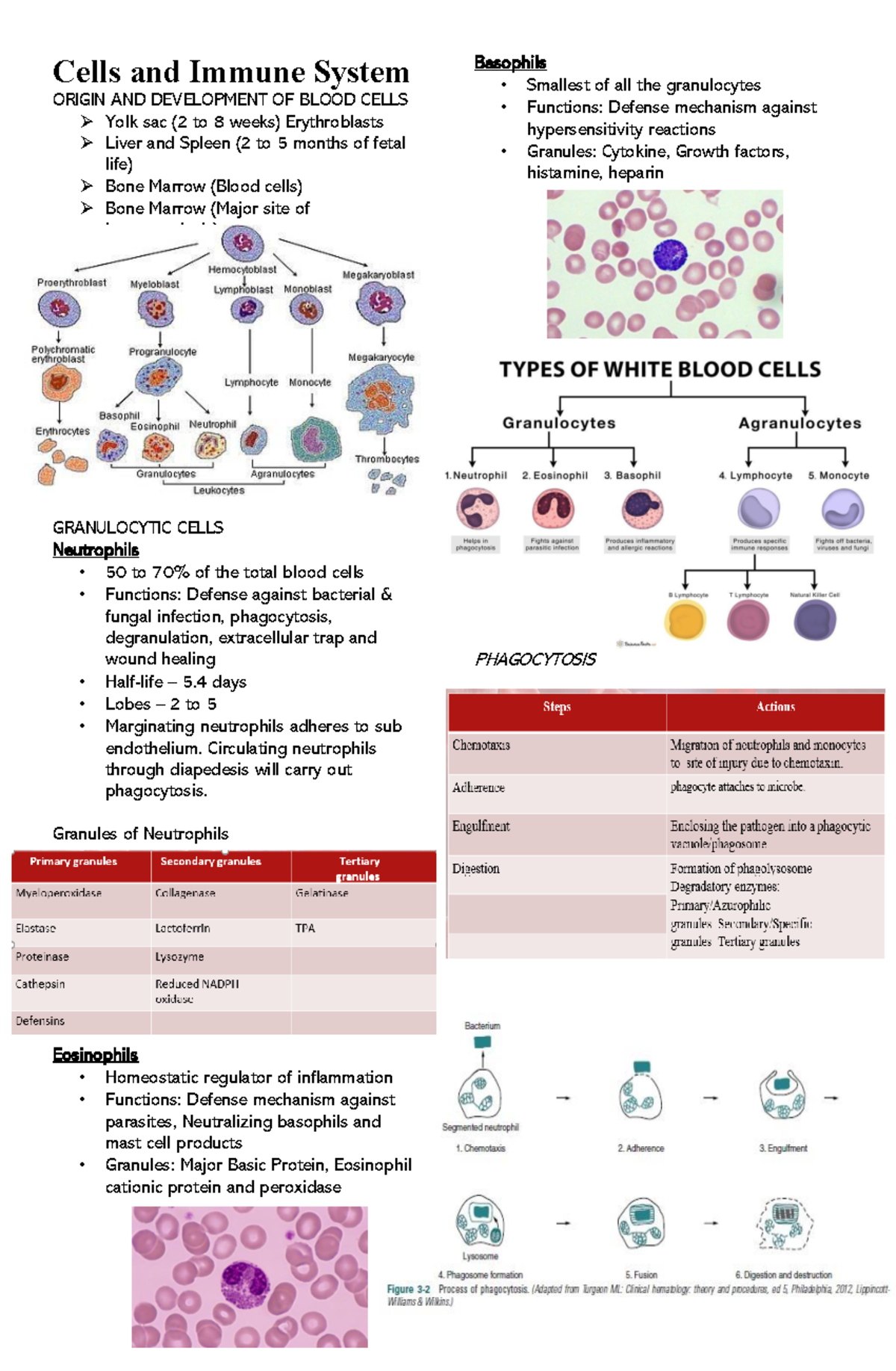 Module 1.2 IS Cell and Immune System - Cells and Immune System ORIGIN ...