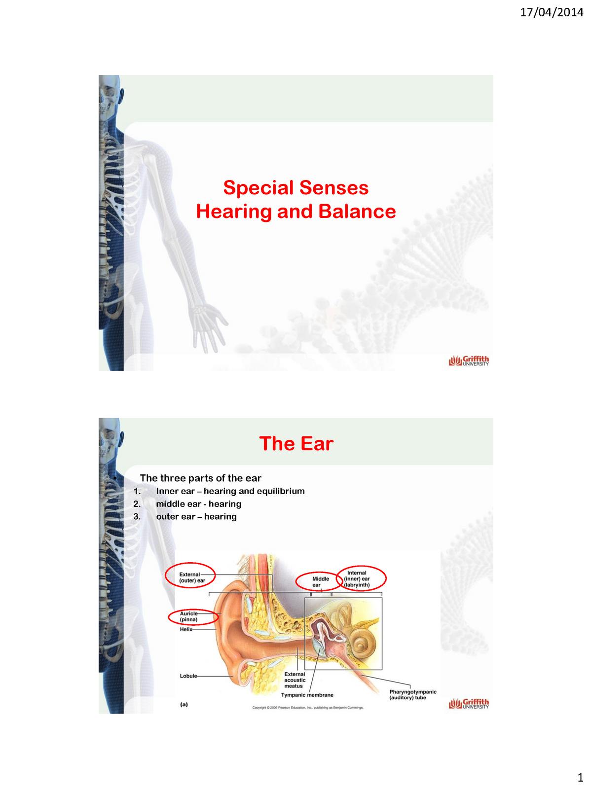 Ear Hearing And Equilibrium Lecture Notes Lecture 10 Special Senses