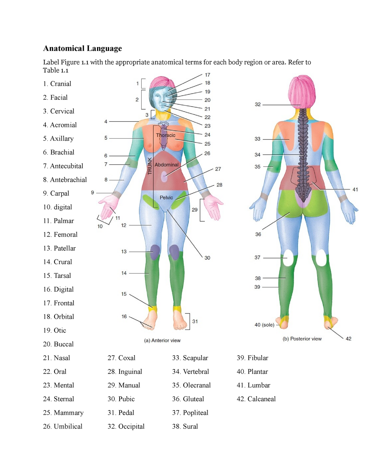 a-p-1-lab-exercise-1-lab-worksheet-anatomical-language-label-figure