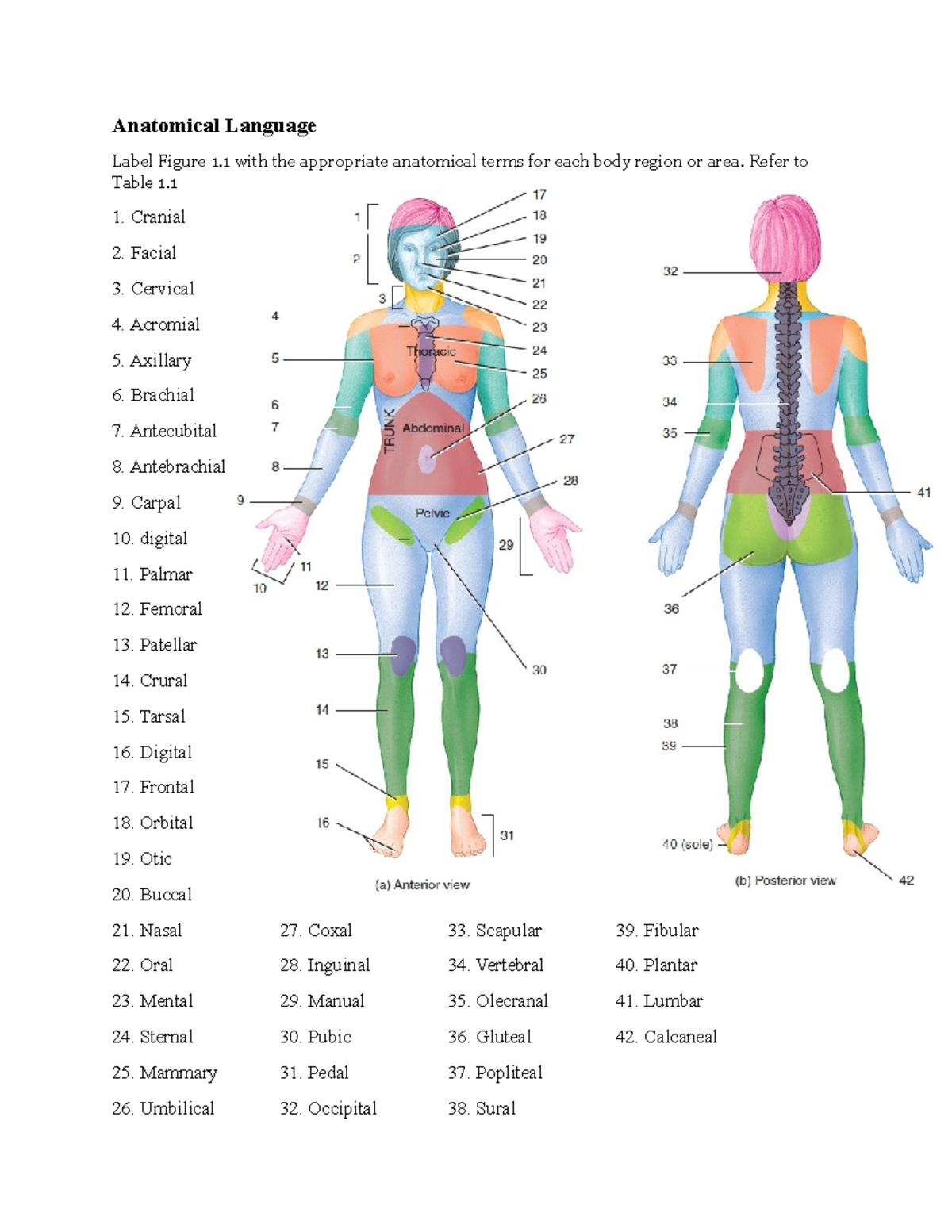 A P 1 Lab Exercise 1 Lab Worksheet Anatomical Language Label Figure 