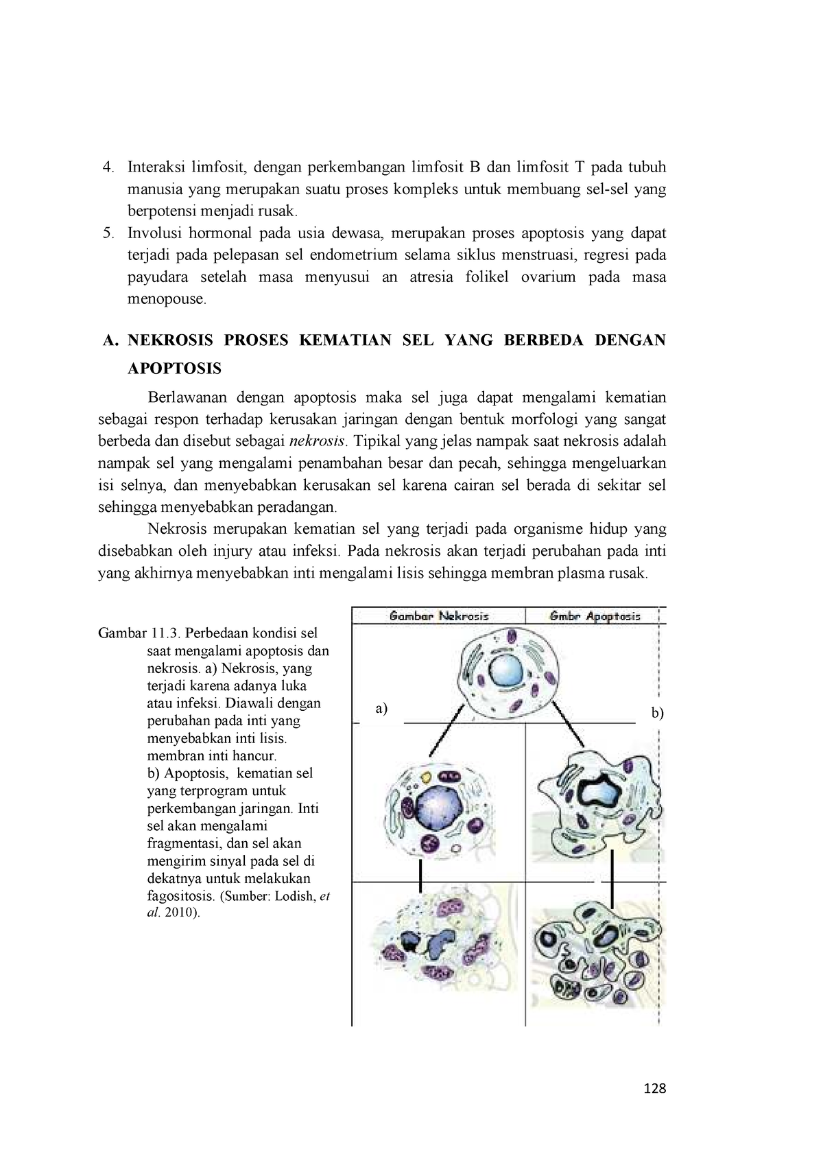 2 - Biologi - 128 Interaksi Limfosit, Dengan Perkembangan Limfosit B ...