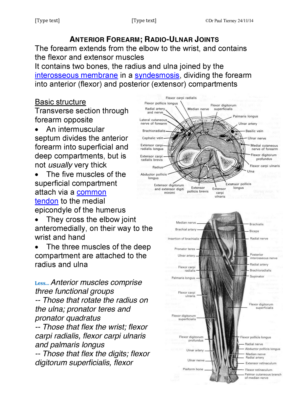 Upper Limb anatomy: Anterior Forearm, Radio-ulnar Joints - [Type text]  [Type text] ©Dr Paul Tierney - Studocu